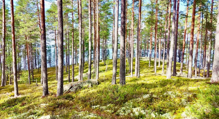 Mooie bossen Noorwegen en Zweden